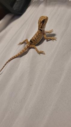 חרדונים מזוקנים בייביז בני חודש