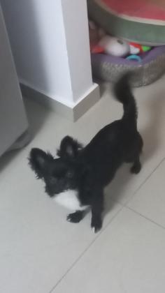 כלב מהמם בעל אופי מושלםהגיע