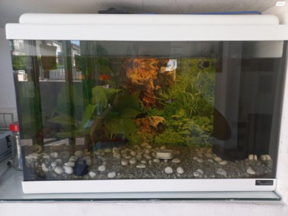 אקוויום חדש, מגיע עם מנורת