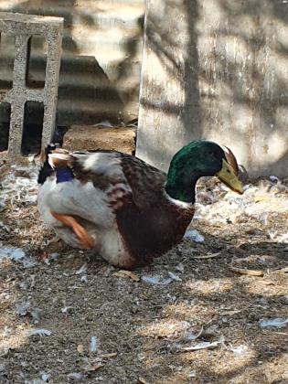 ברווז רואן Rouen Duckברכיה ענקית