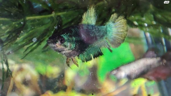 דג קרב נקבות ,מבחר צבעים