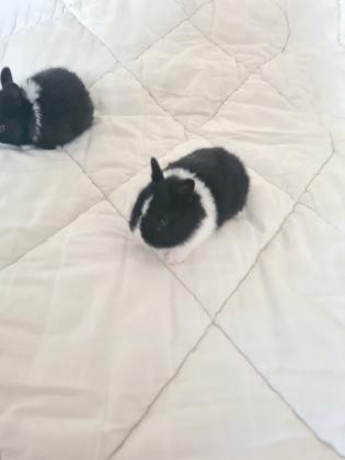 ארנבים ננסיים הולנדיים מסוג קטן