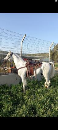 סוס מצרי רמה גבוהה עם תעודה חזקה