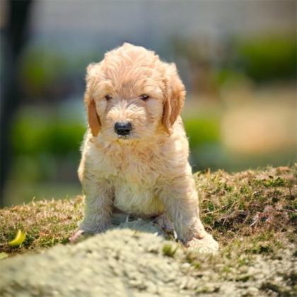 גורי גולדנדודל בני חודש הכי