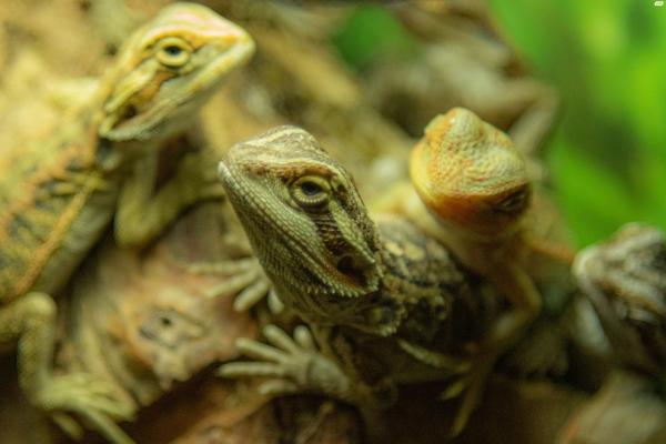 חרדונים במבחר מופעים, מתוקים מאוד,