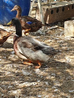 ברווז רואן Rouen Duckברכיה ענקית