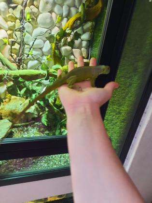 איגואנה אדומה בת 10 חודשים