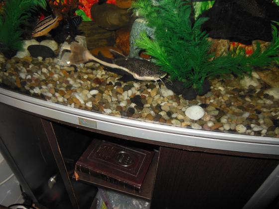 דג חתול זנב אדום גדול