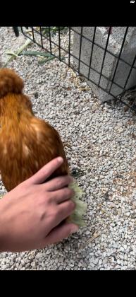 תרנגולת משי יפיפיה אכלת יד