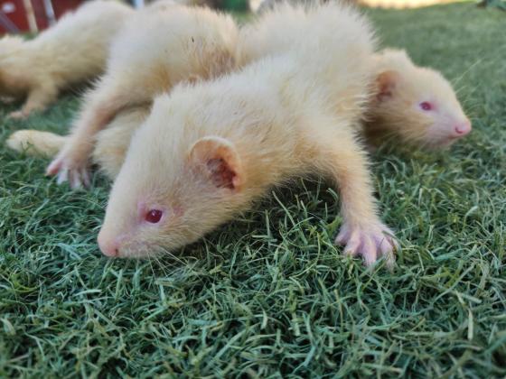 גורי חמוסים מהממים