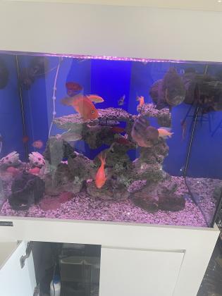 זוג אוסקרים ענקיים מסתדרים עם