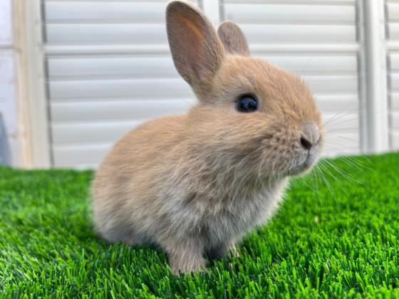 למכירה גורי ארנבים ננסים חמודים