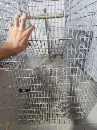 כלוב מקצועי בגודל מטר על