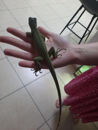 איגואנה אדומה בת 10 חודשים