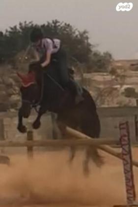 סוסה שחורה יפה חזק בריאה