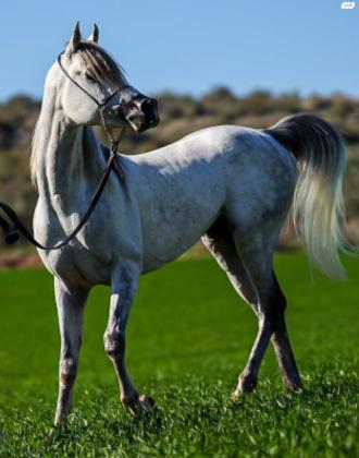 סוס ערבי מצרי ,הבן של