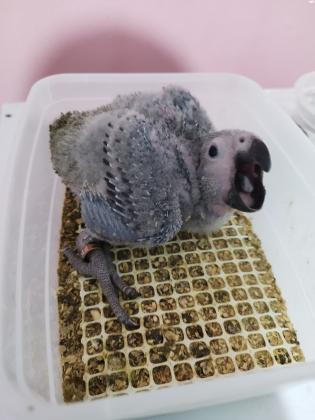 למכירה גוזלי גאקו גמבו ענקיים