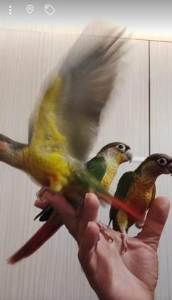 גרינציקים האכלת יד בכל הצבעים