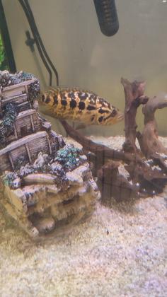 יגואר ציקליד נקבה בגודל 12 סנטימטר