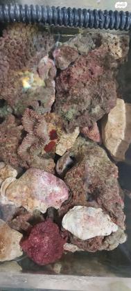 עקב פירוק אקווריום ריף