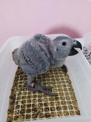 למכירה גוזלי גאקו גמבו ענקיים