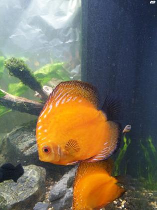 למכירה דיסקוסים מהממים בצבע זהב