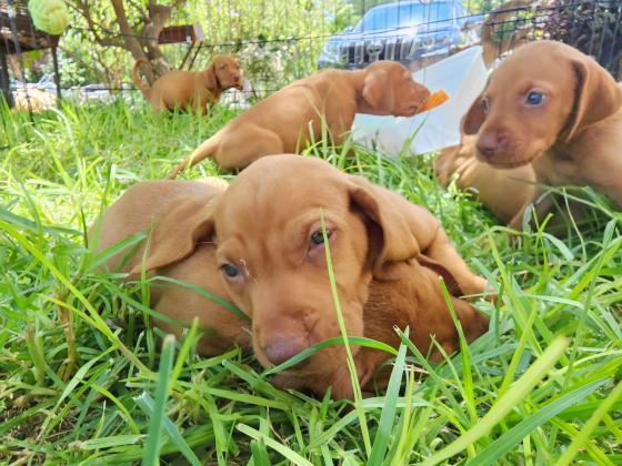 גורי ויסלה למכירה גזעיים ללא תעודות
