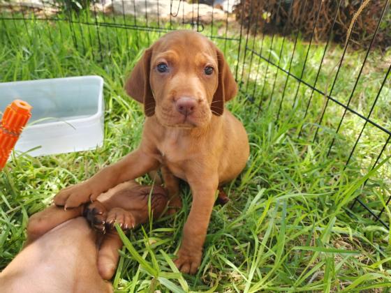 גורי ויסלה למכירה גזעיים ללא תעודות
