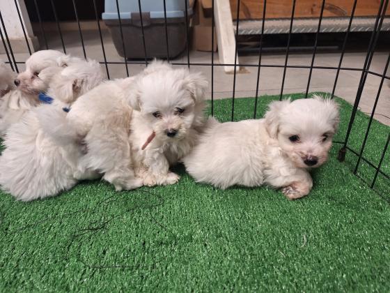 גורי מיני מלטז מדהימים ללא