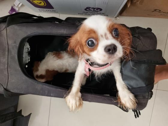 תאור כללי:גורי גורי קינג קבליר