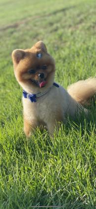 דובי ננסי שוקל קילו וחצי