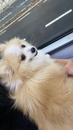 תמסר רק לבית חם ואוהב,