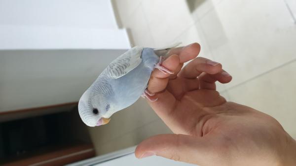 תוכונים מורגלים לידים צבעים יפים