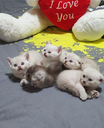 גורים מתוקים רגילים לידייםנולדו 16