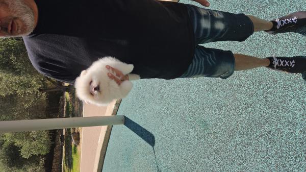 גורי פומרניין מושלמים לאחר בדקת