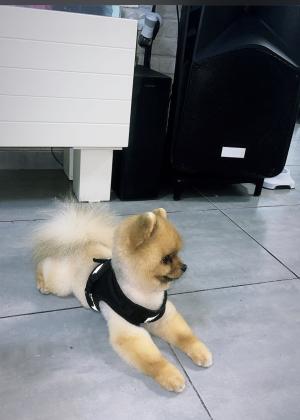 דובי ננסי שוקל קילו וחצי