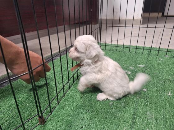 גורי מיני מלטז מדהימים ללא