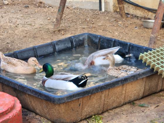בס"דברווזים בירכיות מהממות יפות וטובות