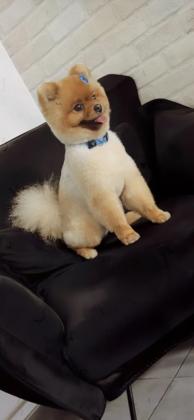 דובי ננסי שוקל קילו וחצי