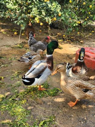בס"דברווזים בירכיות מהממות יפות וטובות