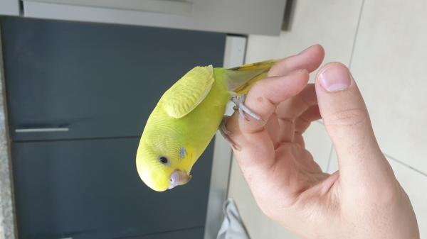 תוכונים מורגלים לידים צבעים יפים