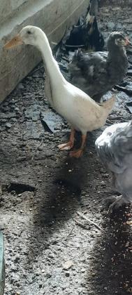 3 זוגות ברווז רנרים יפים מחיר לזוג