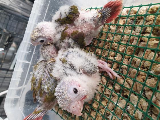 גרינצ'יק אננס אדום