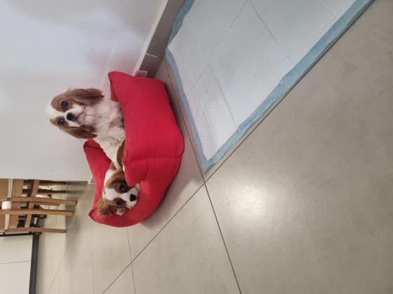 תאור כללי:גורי קבליר ברמה הכי