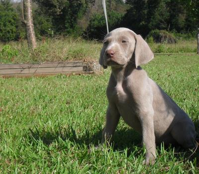 גורי ויימרנר בריאים וגדלים בבית
