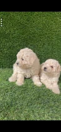 תאור כללי:גורי פודל טויי נקבות