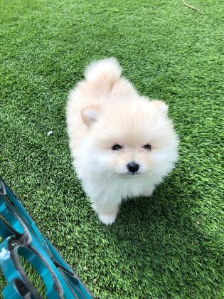 פורמניין זכר בן חודשיים