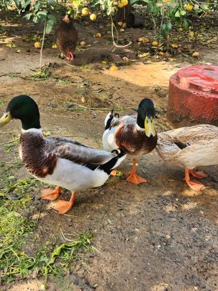 בס"דברווזים בירכיות מהממות יפות וטובות