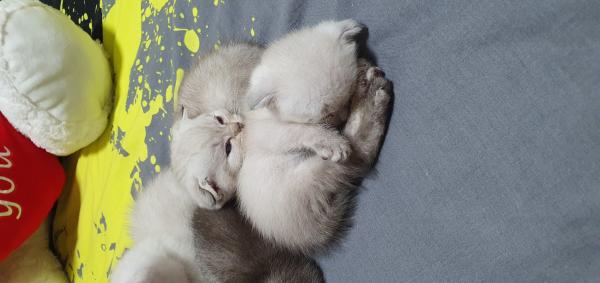 גורים מתוקים רגילים לידייםנולדו 16