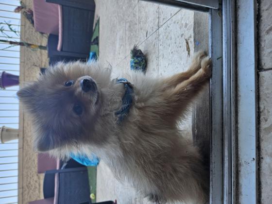 פורמנריין גור זכר פרווה כפולה